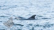 Bottle Nosed Dolphin with calf Charley