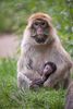 Barbary Macaque