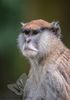 Patas Monkey