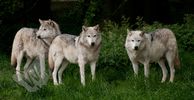 Timber Wolves