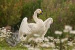 Bewick's Swan