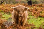 Golden Highland Cow