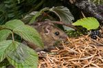Field Mouse