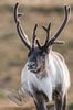 Reindeer