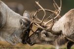 The Reindeer Rut