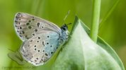 Large Blue Butterfly