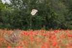 Barn Owl over the Poppy Field