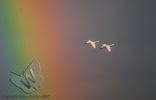 Bewick's Swans passing a Rainbow