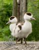 Shelduck ducklings