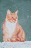 Marmaduke