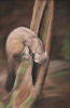 Pine martin