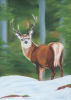 Stag