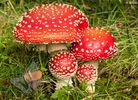 Fly Agaric