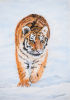 Tiger Cub
