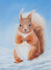 Red Squirrel