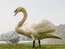 Mute Swan