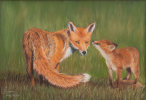 Red Fox & Youngster