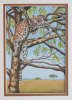 Leopard at Rest