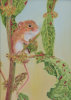 Harvest Mouse on Dock