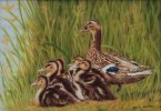 Mallard Family