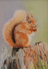 Red Squirrel on Stump