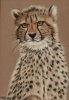 Cheetah Cub