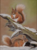 Two Red Squirrels