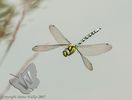 Southern Hawker Dragonfly