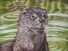 Otter Emerging