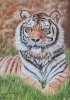 Tiger at Rest