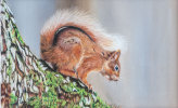 Red Squirrel