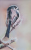 Long-tailed tit