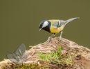 Great Tit