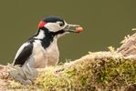 Greater Spotted Woodpecker