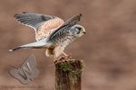 Kestrel