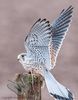 Kestrel