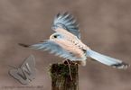 Kestrel