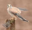 Kestrel