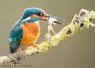 Kingfisher