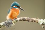 Kingfisher