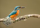 Kingfisher