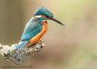 Kingfisher