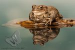 Common toad