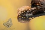 Harvest Mouse