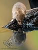 Harvest Mouse