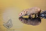 Harvest Mouse