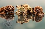 Milk Frog