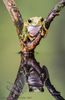 Peacock Tree Frog