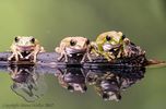 Peacock Tree Frog