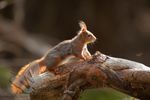 Red Squirrel